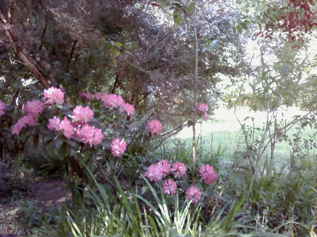 Fairview Manor Bed And Breakfast Ben Lomond Exteriör bild